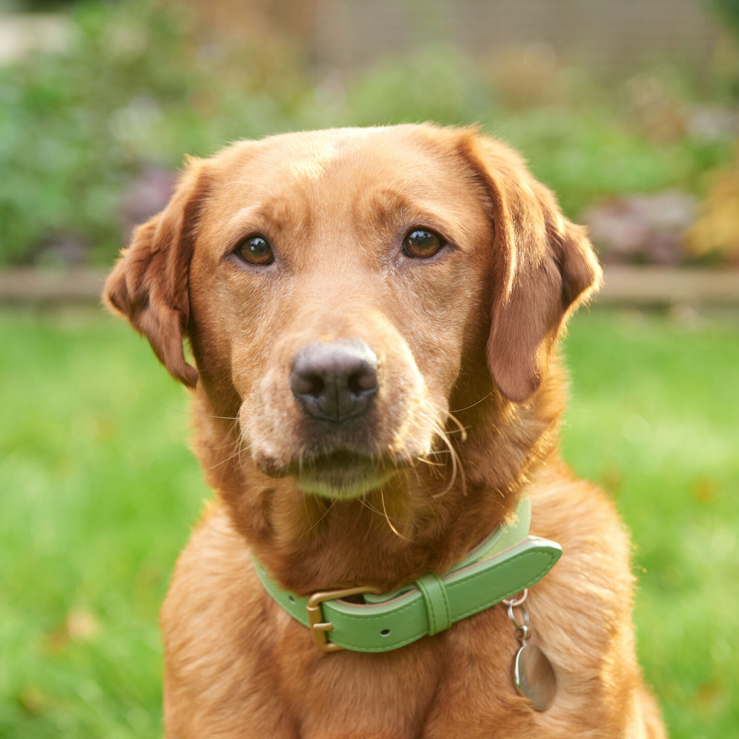 <b>IS RAW DOG FOOD GOOD FOR DOGS? 11 MYTHS BUSTED</b><br><br>Get the scoop on raw feeding from our experts in dog nutrition as we separate fact from fiction...</br>